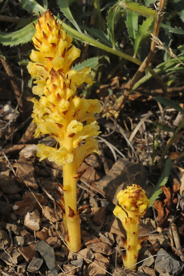 Image of Orobanche alsatica specimen.