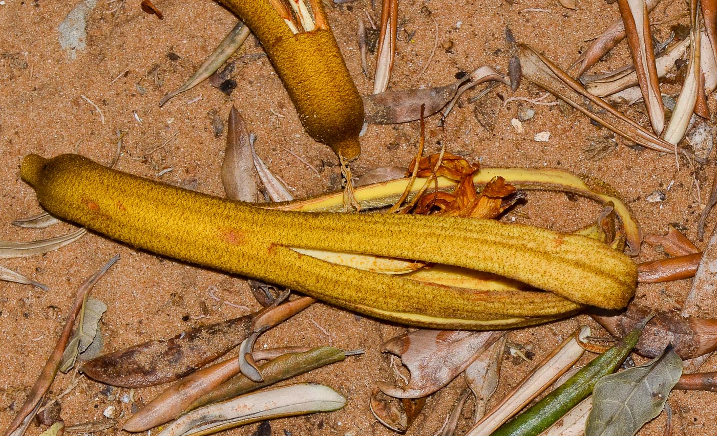 Image of Pterospermum acerifolium specimen.