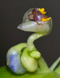 Commelina erecta