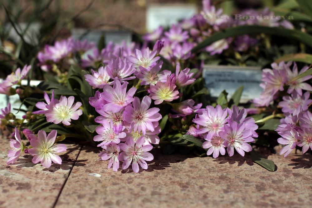 Image of Lewisia stebbinsii specimen.