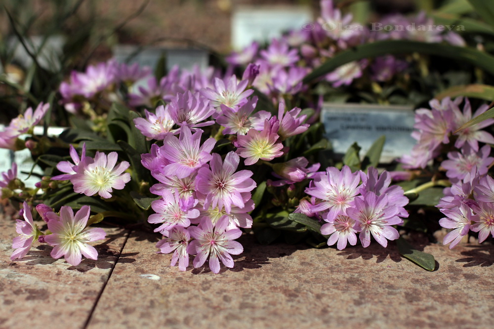 Изображение особи Lewisia stebbinsii.