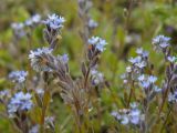 Myosotis micrantha