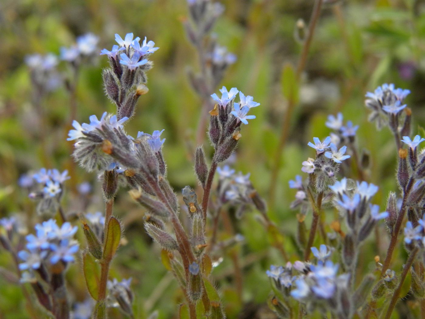 Изображение особи Myosotis micrantha.