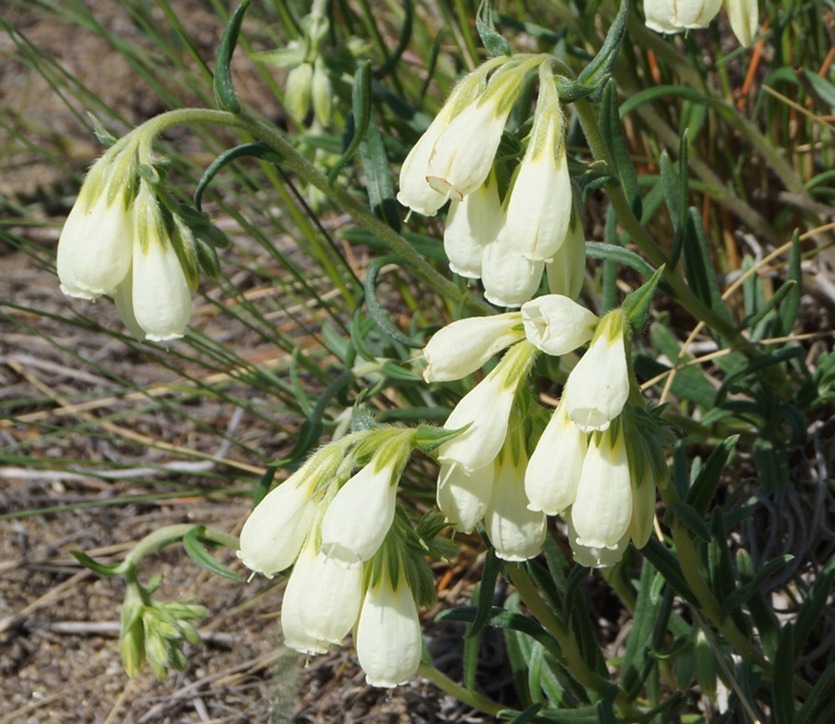 Image of Onosma simplicissima specimen.
