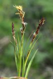 Carex turkestanica