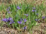 Iris ruthenica. Цветущие растения. Иркутская обл., Иркутский р-н, окр. дер. Поливаниха, лесной лужок. 01.06.2015.