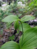 Cypripedium guttatum