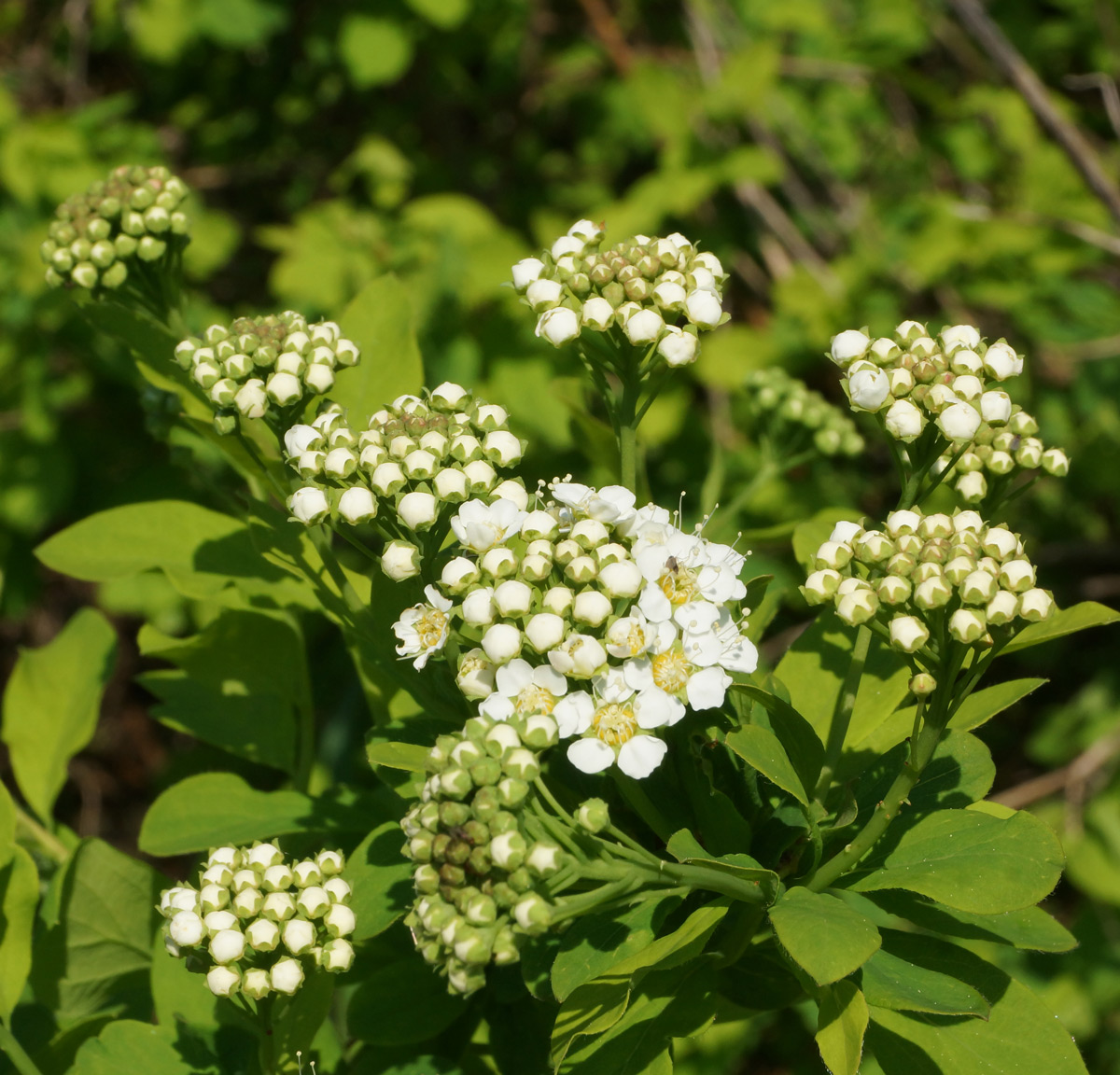 Изображение особи Spiraea media.