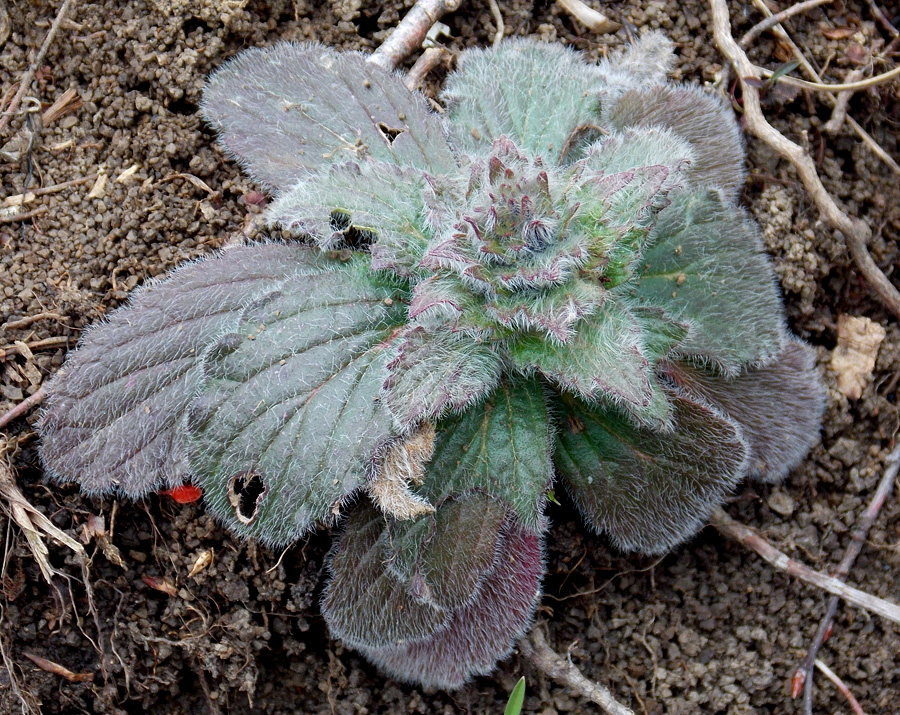 Image of Ajuga orientalis specimen.