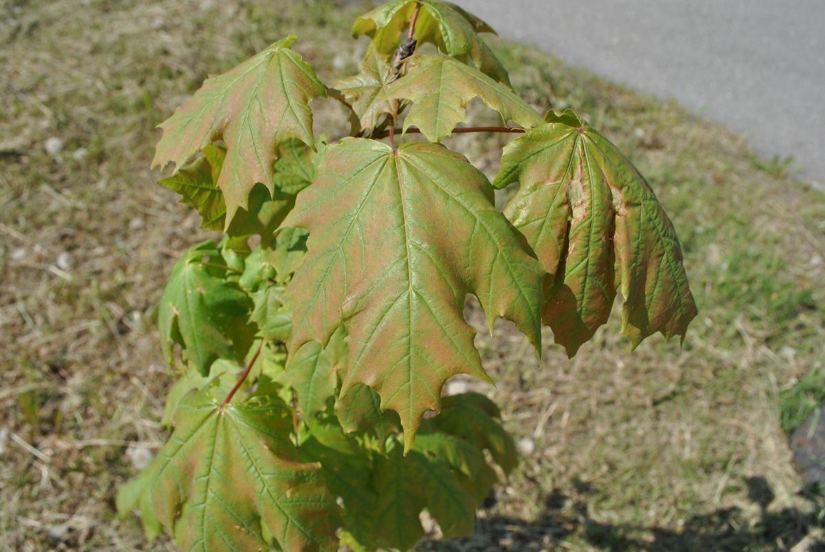 Image of Acer platanoides specimen.