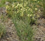 Linaria