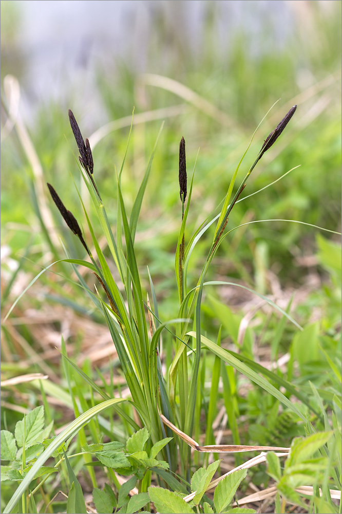 Изображение особи Carex acuta.