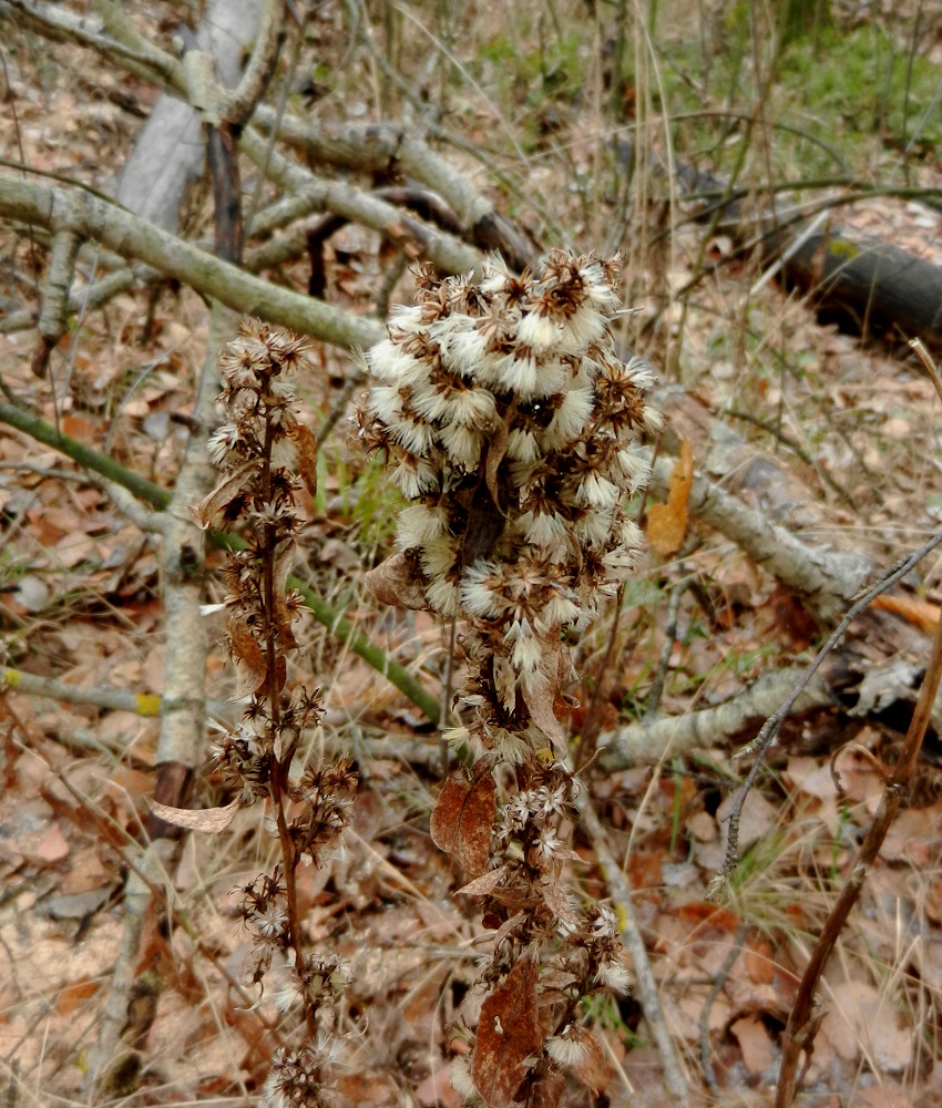 Изображение особи Solidago virgaurea.