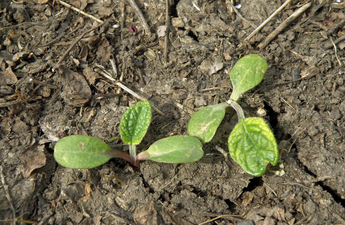 Изображение особи Arctium tomentosum.