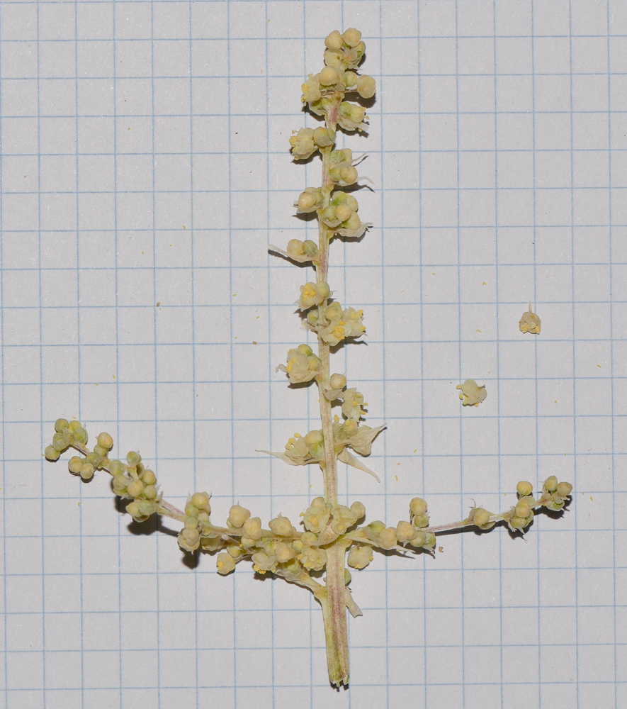 Image of Beaucarnea recurvata specimen.