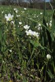 Holosteum glutinosum ssp. liniflorum