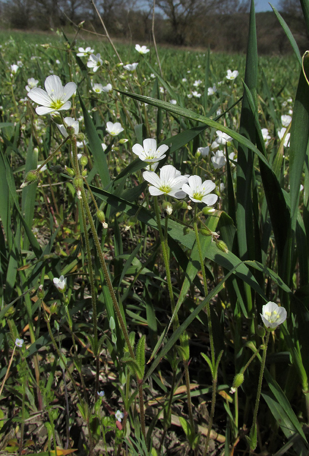 Image of Holosteum glutinosum ssp. liniflorum specimen.