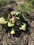 Bergenia crassifolia