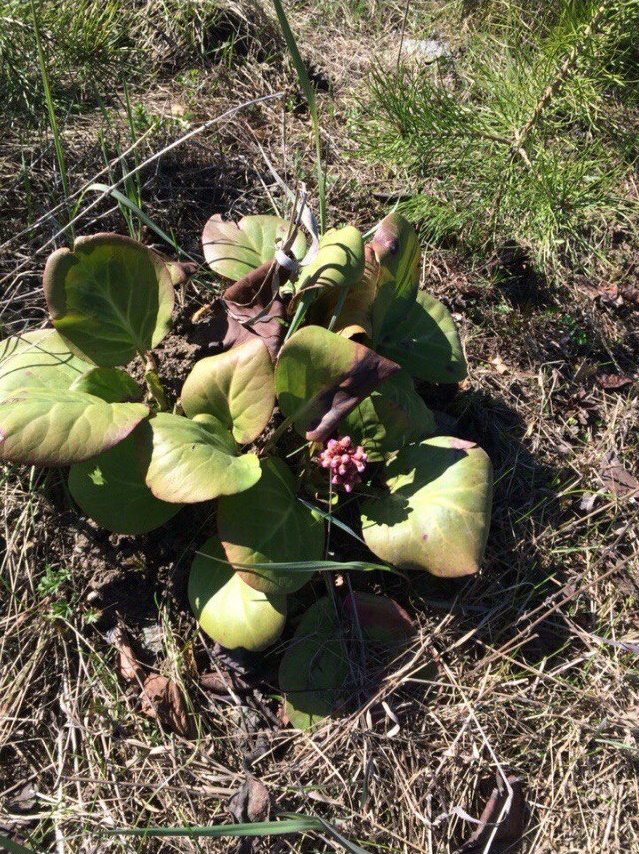 Изображение особи Bergenia crassifolia.