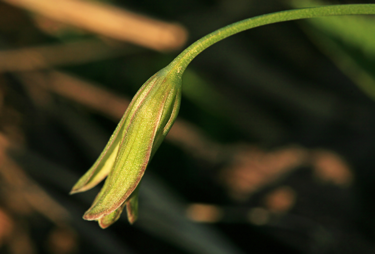 Изображение особи Gagea lutea.