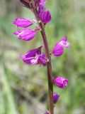 Polygala comosa