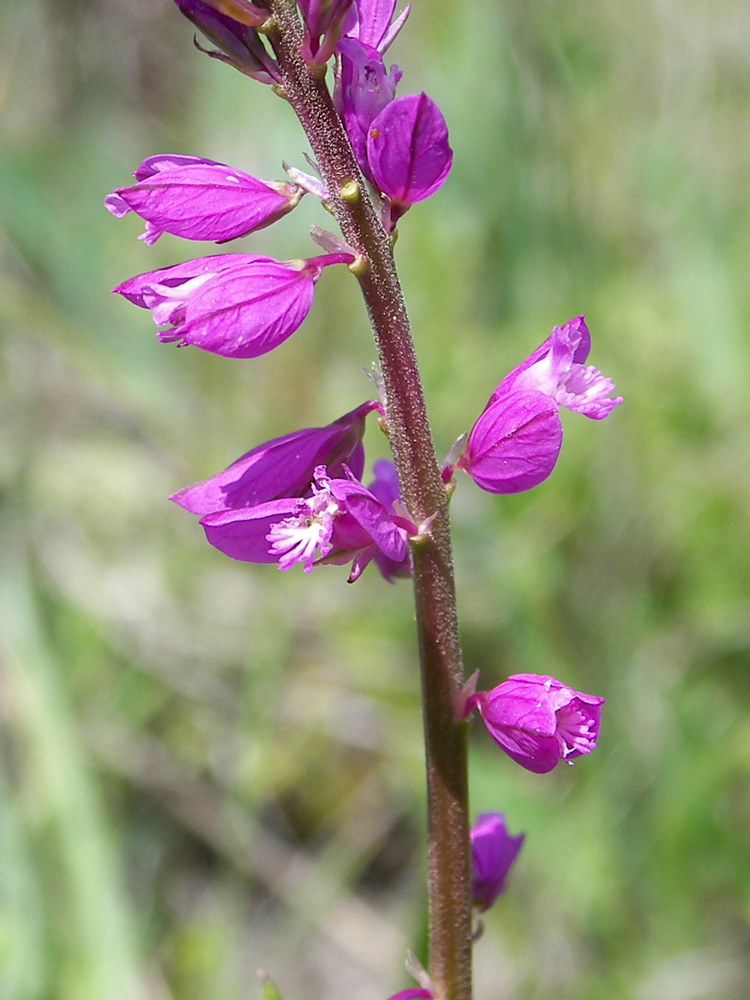 Image of Polygala comosa specimen.