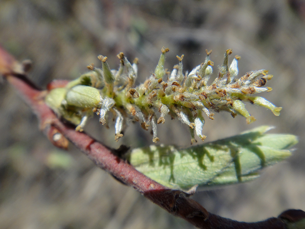 Image of Salix abscondita specimen.