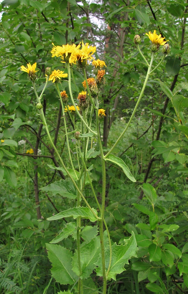 Image of Crepis sibirica specimen.
