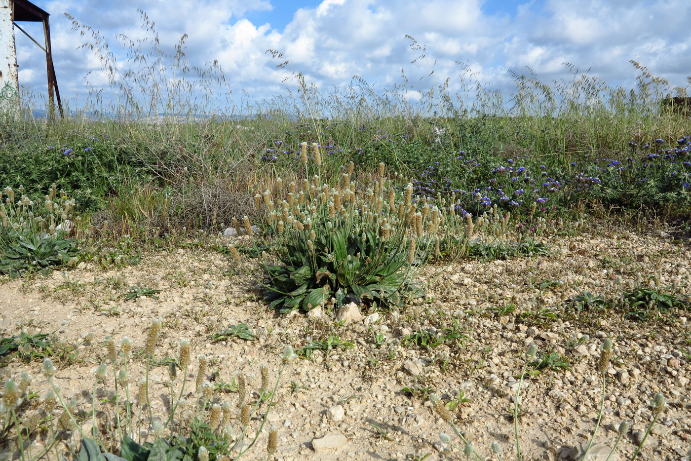 Image of Plantago lagopus specimen.