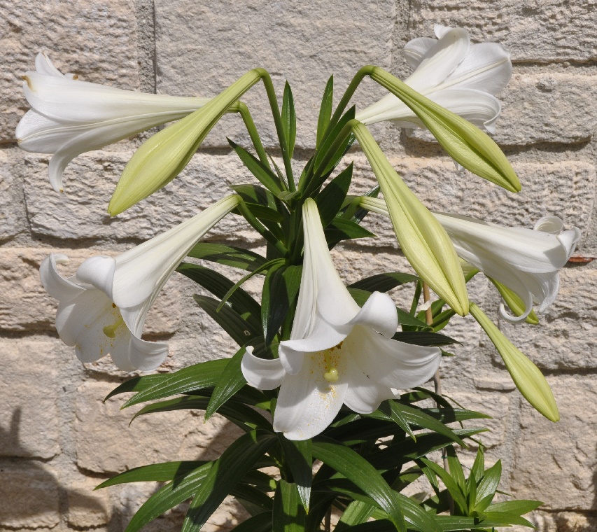 Image of Lilium longiflorum specimen.