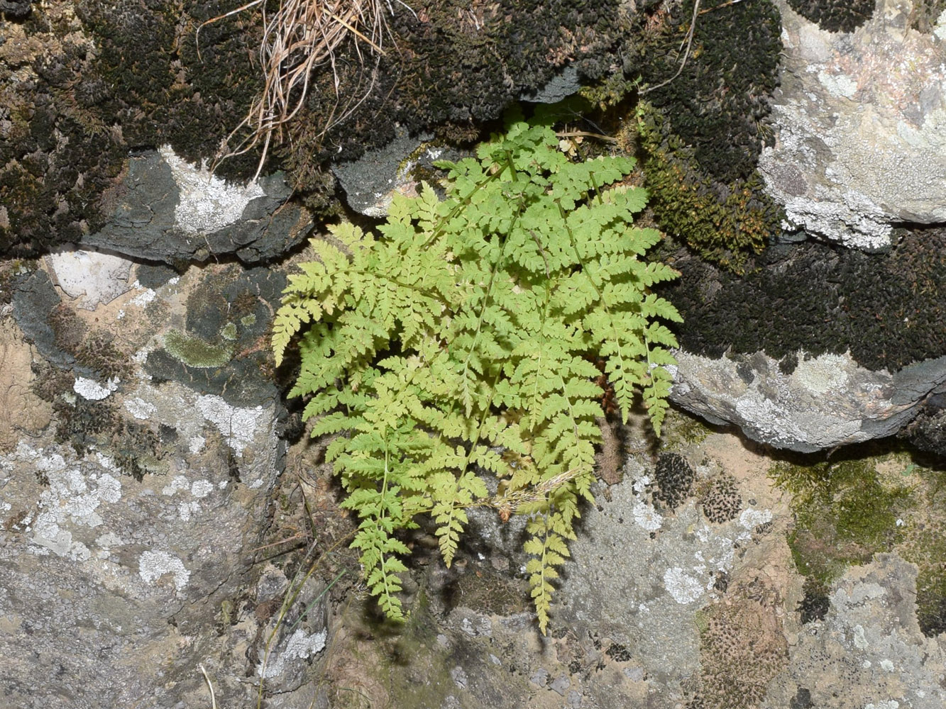 Image of Cystopteris fragilis specimen.