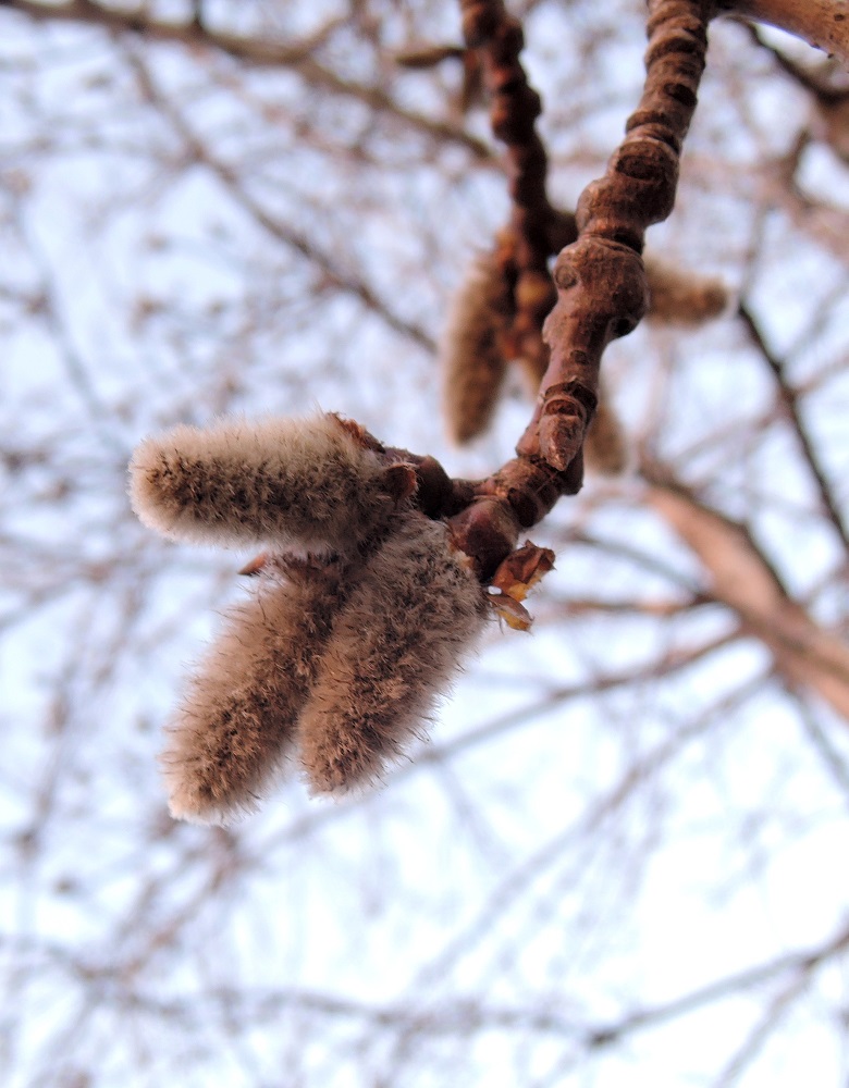 Изображение особи Populus tremula.