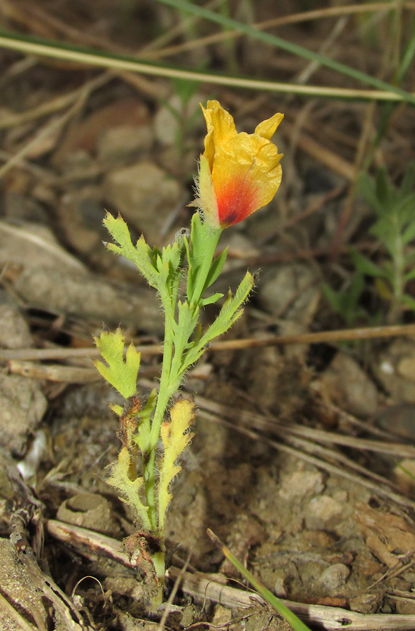 Изображение особи Glaucium corniculatum.