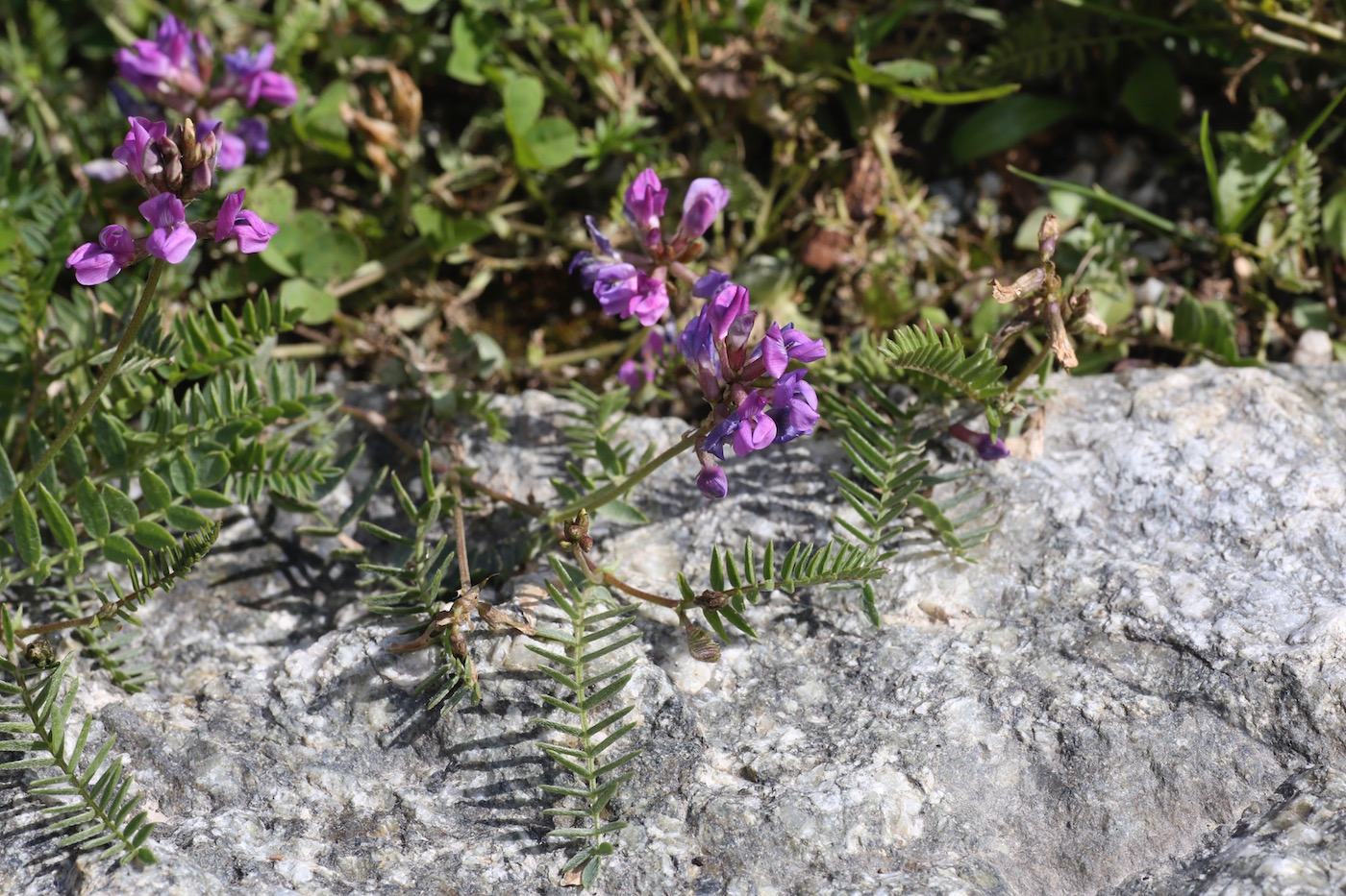 Изображение особи Oxytropis glabra.