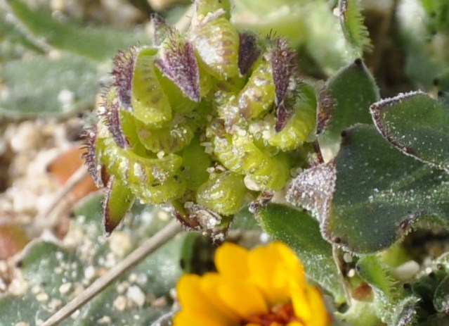 Изображение особи Calendula bicolor.