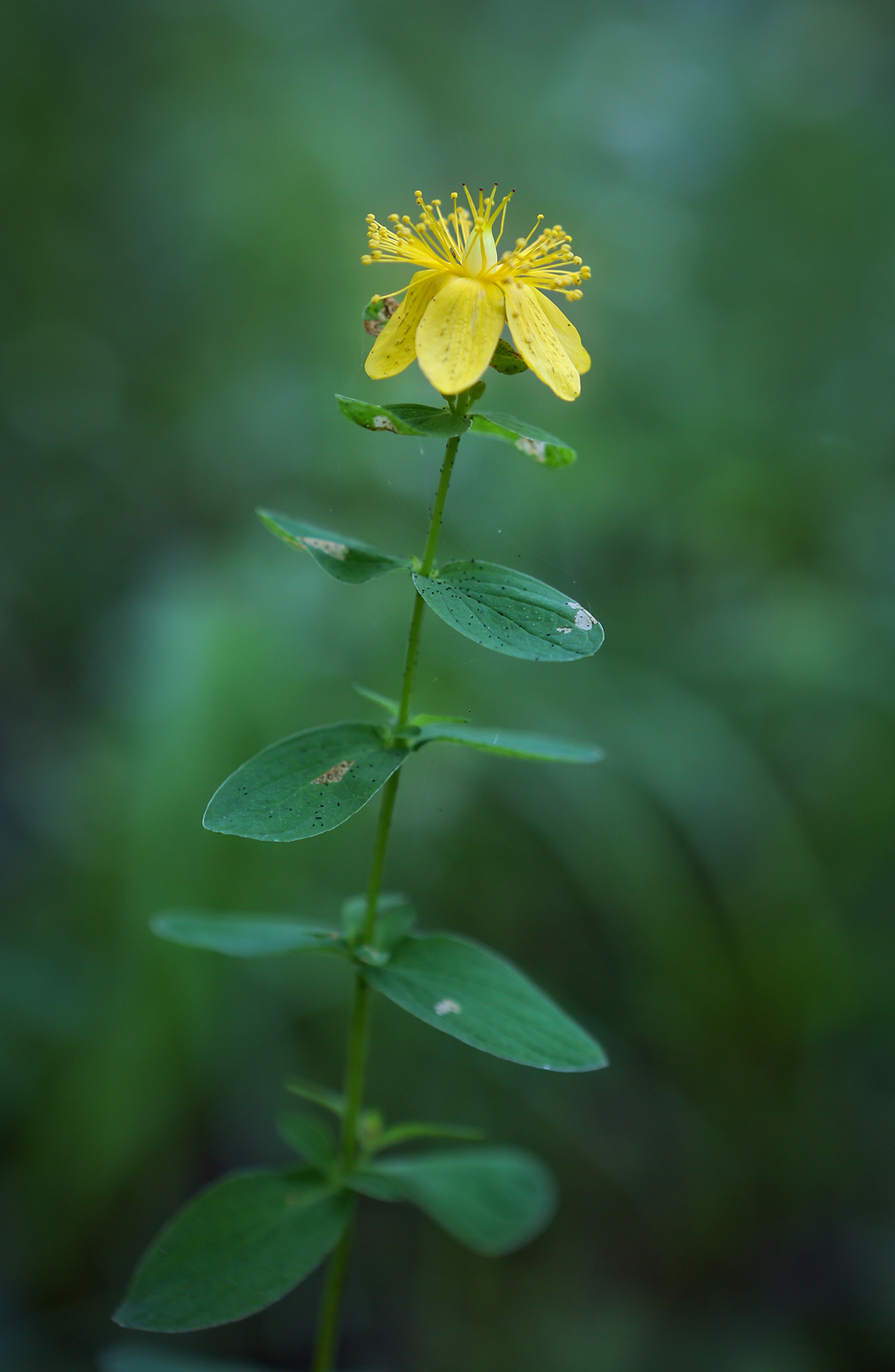 Изображение особи Hypericum maculatum.