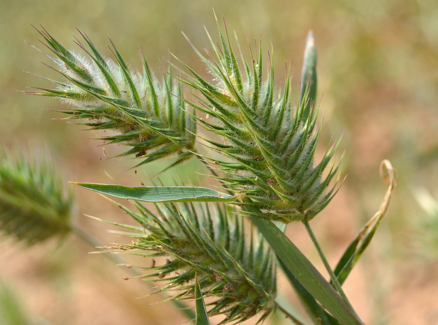 Image of Eremopyrum orientale specimen.