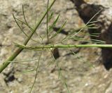 Chaerophyllum millefolium