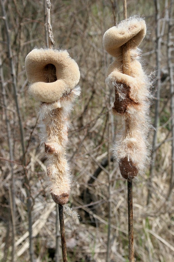 Image of Typha latifolia specimen.