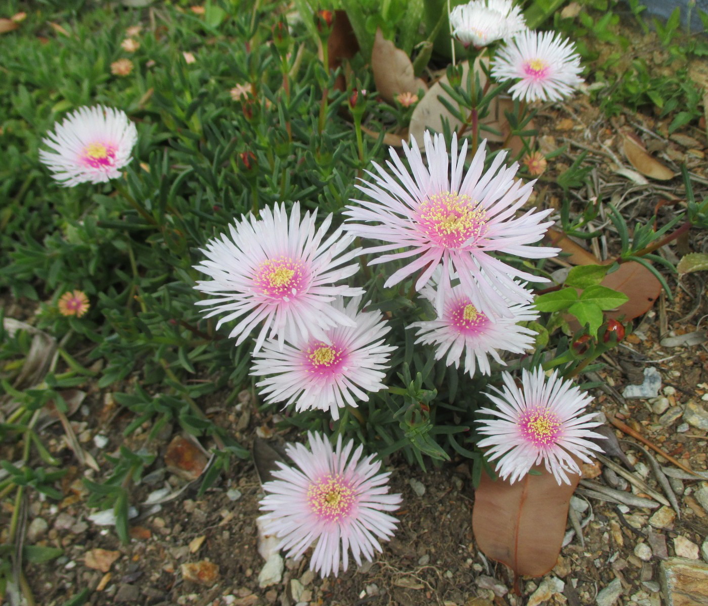 Image of Lampranthus spectabilis specimen.