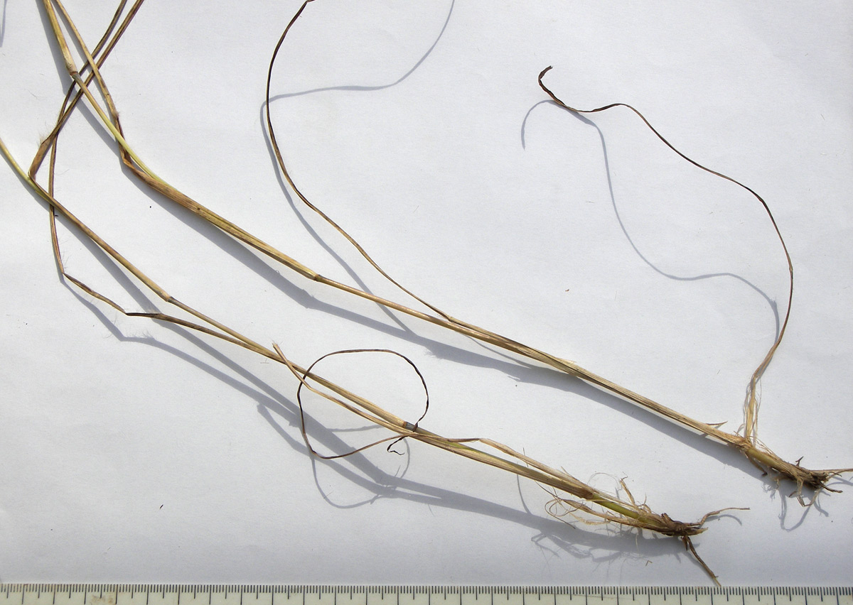 Image of Bothriochloa caucasica specimen.