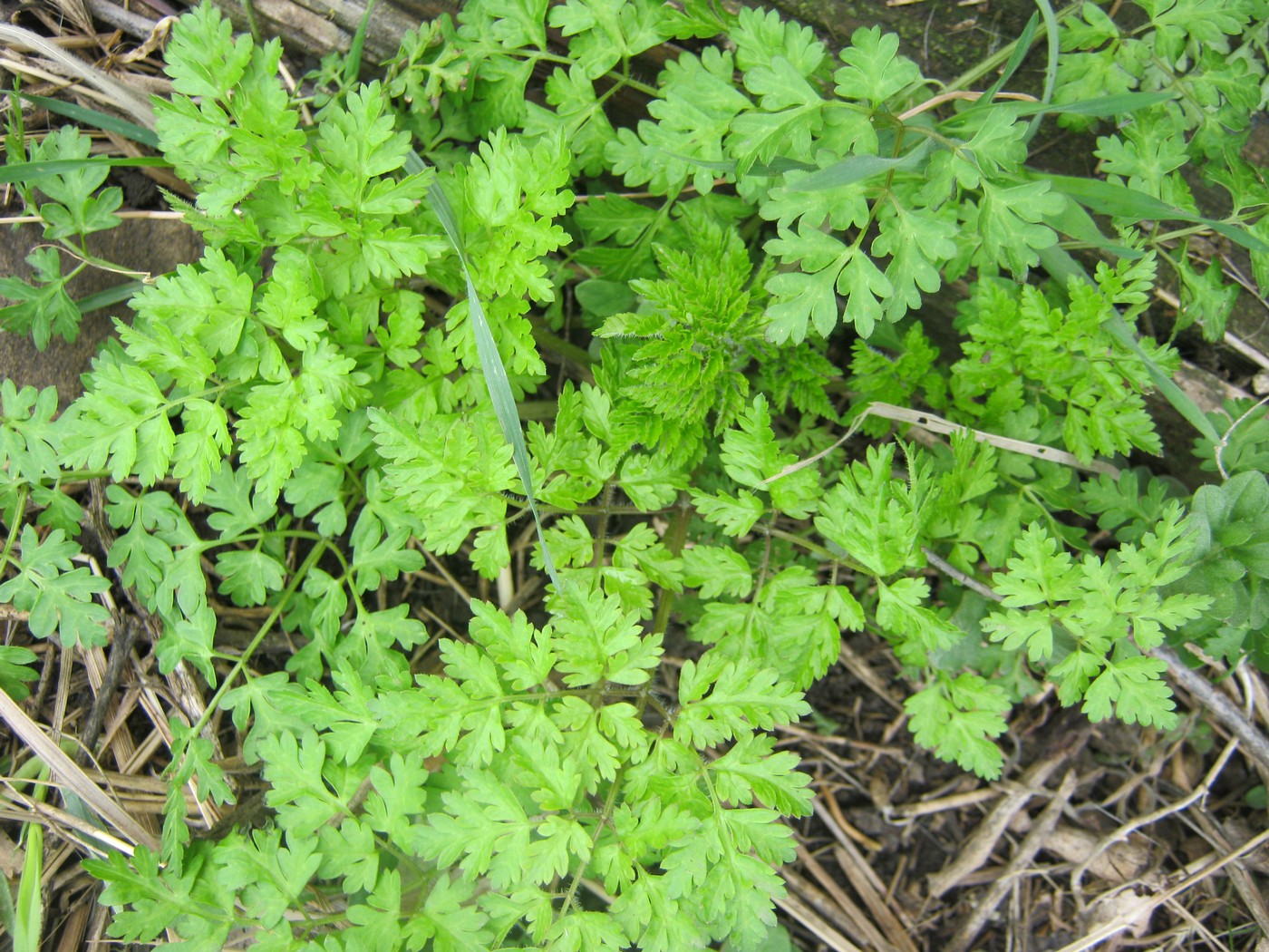 Image of Anthriscus caucalis specimen.