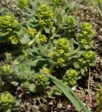 Cruciata taurica