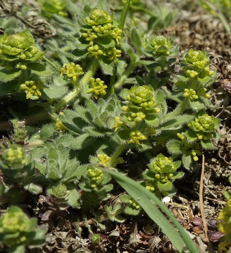 Image of Cruciata taurica specimen.