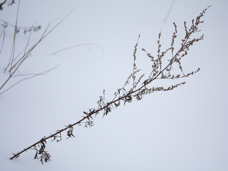 Изображение особи Artemisia vulgaris.