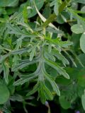 Senecio argunensis