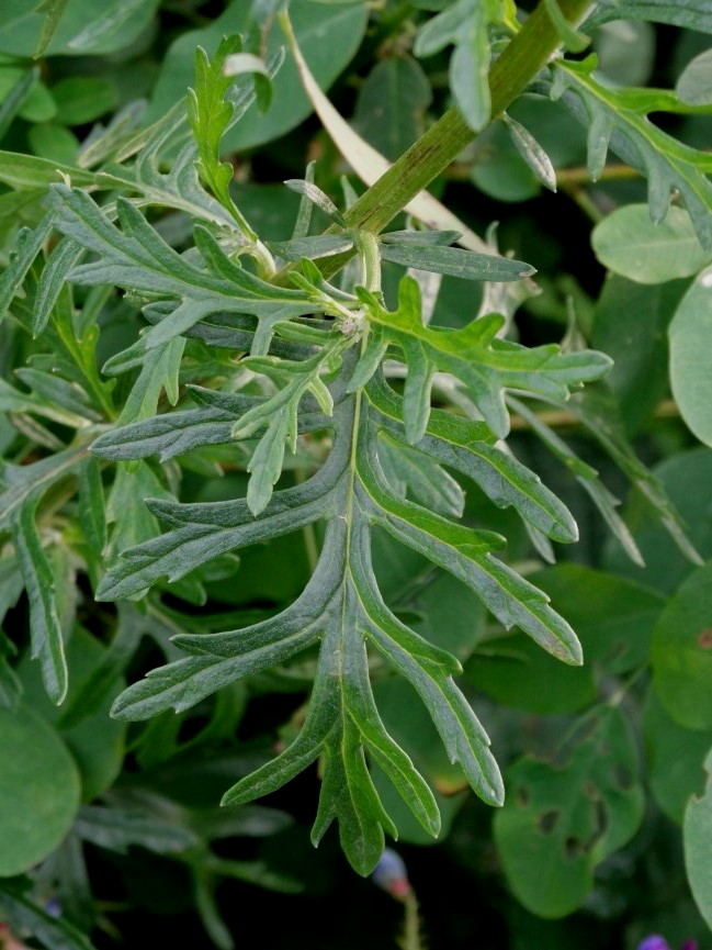 Изображение особи Senecio argunensis.