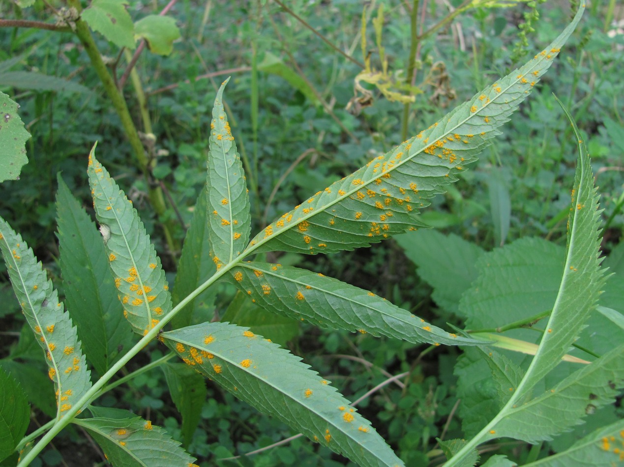 Image of Datisca cannabina specimen.