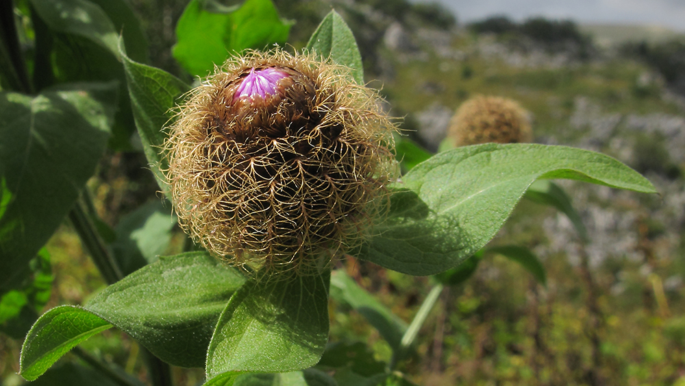 Image of Centaurea alutacea specimen.