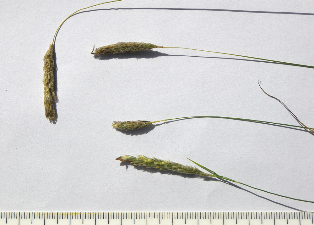 Image of Alopecurus ponticus specimen.